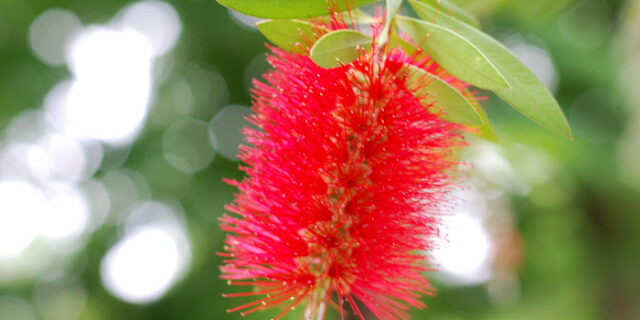 in OUR GARDEN