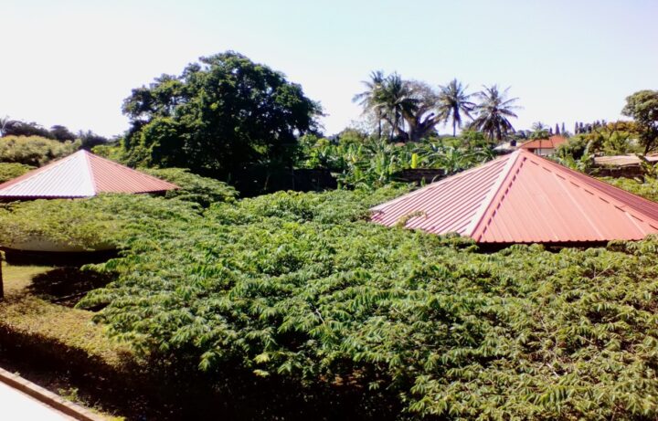 NDANDA6