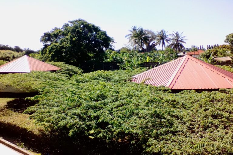 NDANDA6