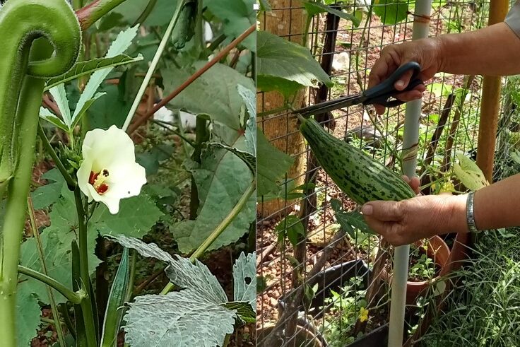 punalu6