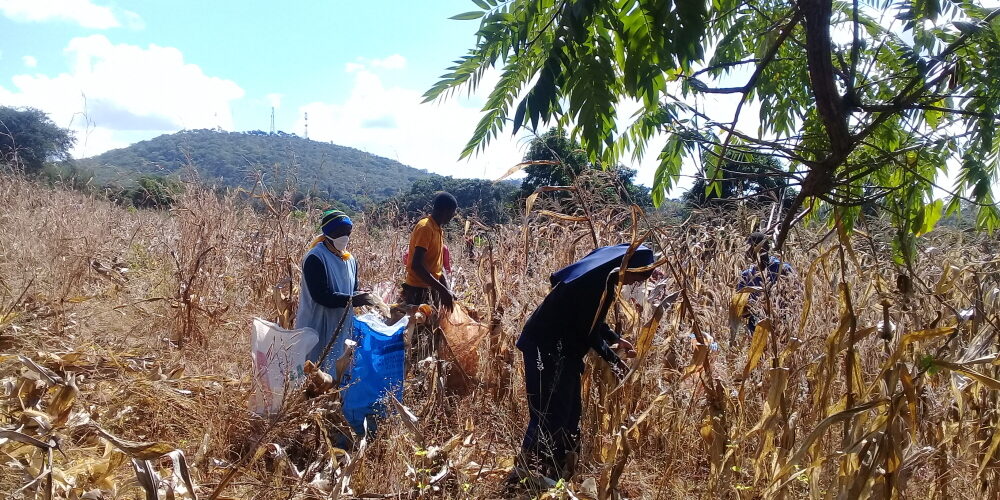 Harvest in Peramiho 1