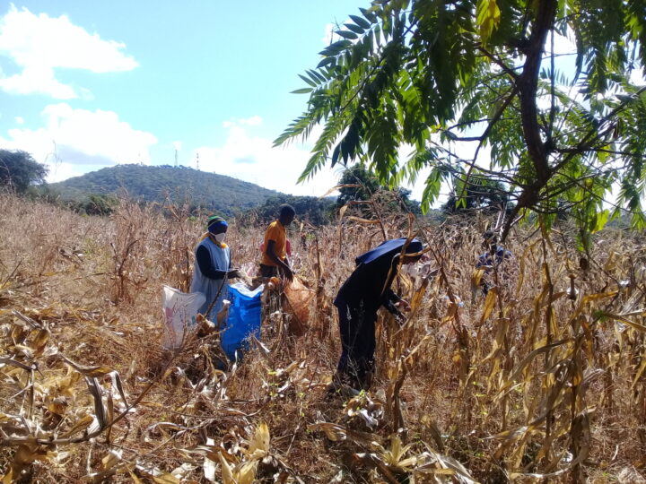 Harvest in Peramiho 1