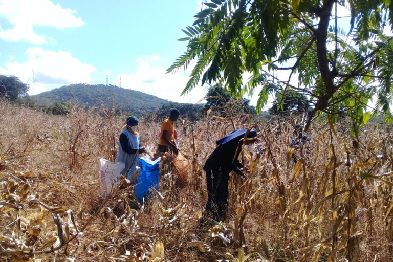 Harvest in Peramiho 1