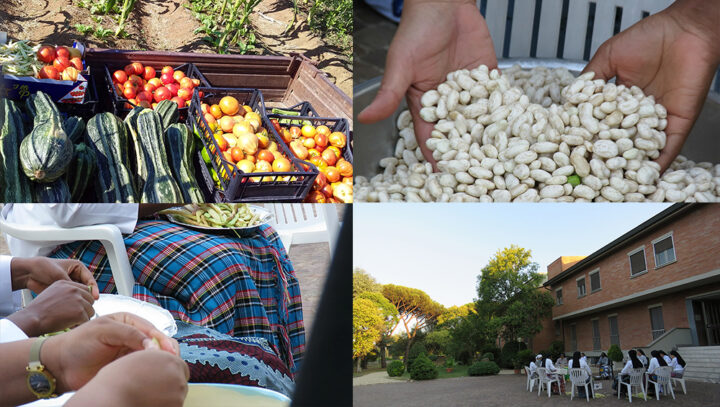 harvest 9
