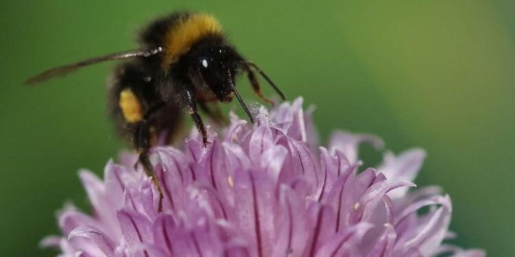 Season of Creation 2023